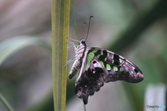 タイの蝶002