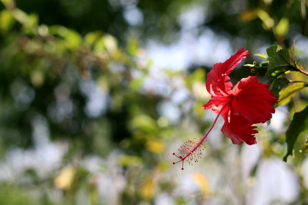 乾季のタイの花（ハイビスカス）