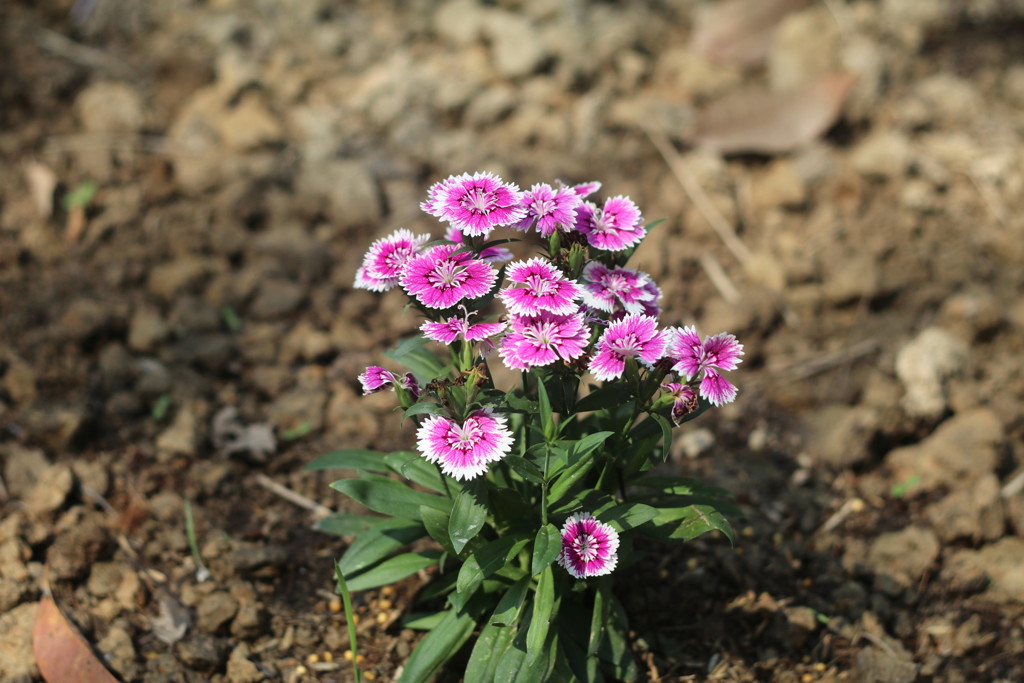 乾季のタイの花（可愛い花）