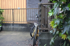 自転車と子猫