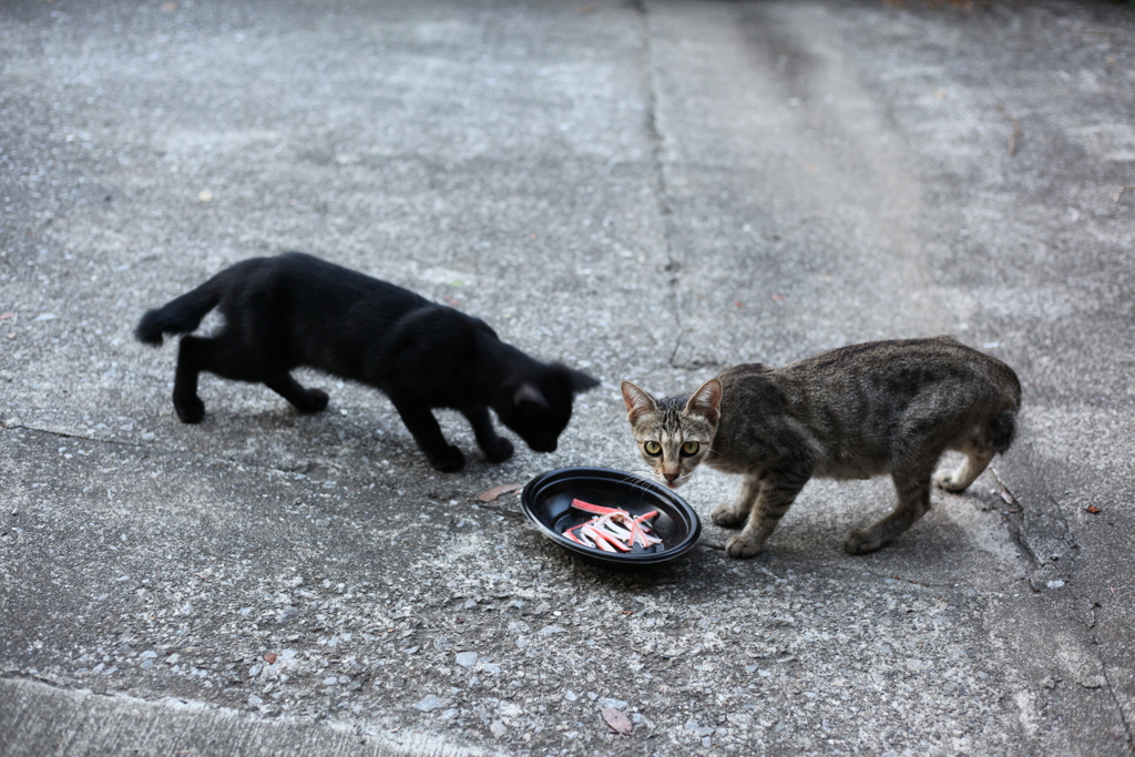 こっち見ているとカニカマ取られるよ