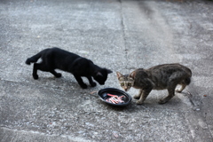 こっち見ているとカニカマ取られるよ