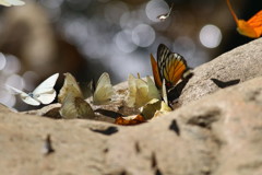 タイの蝶005