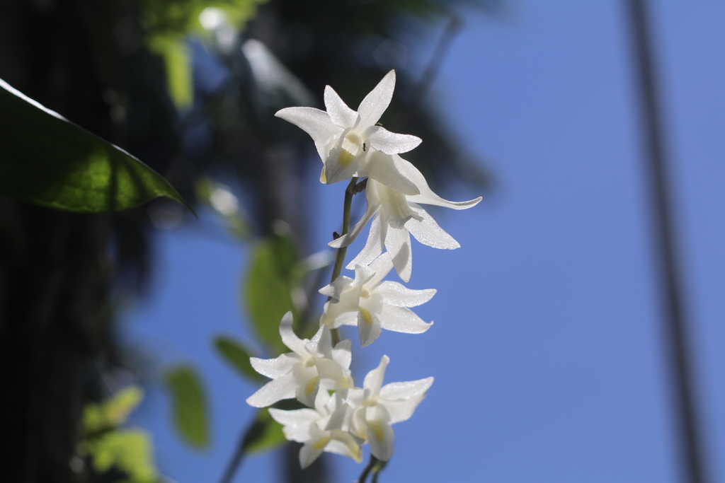 タイの花005(自生蘭)