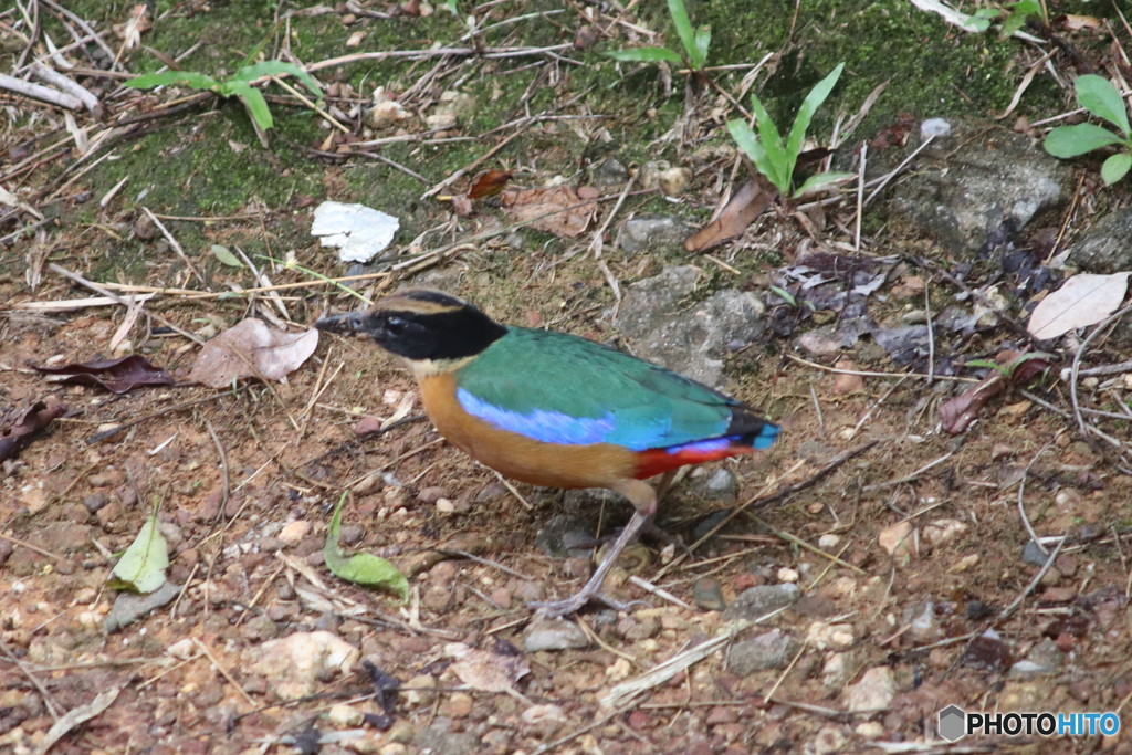 ミナミヤイロチョウ001