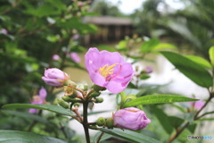 タイの花001
