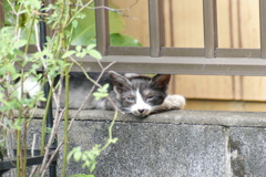 とうとう３台目のカメラを購入