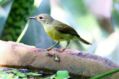 太陽鳥のメス