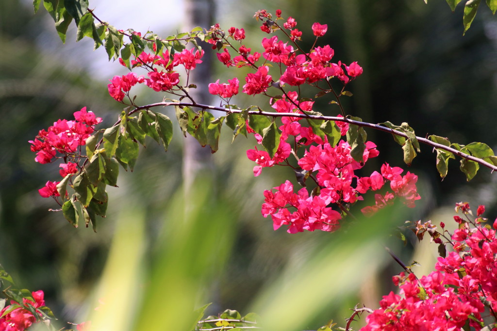 乾季のタイの花（ブーゲンビリア）