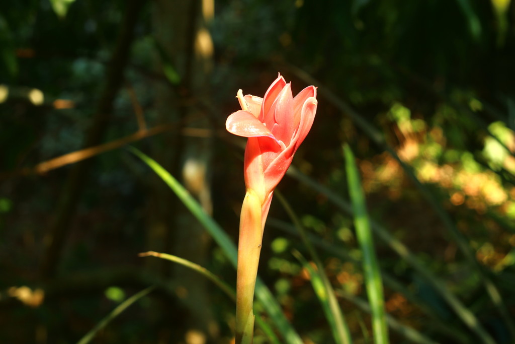 乾季のタイの花（不思議な花）