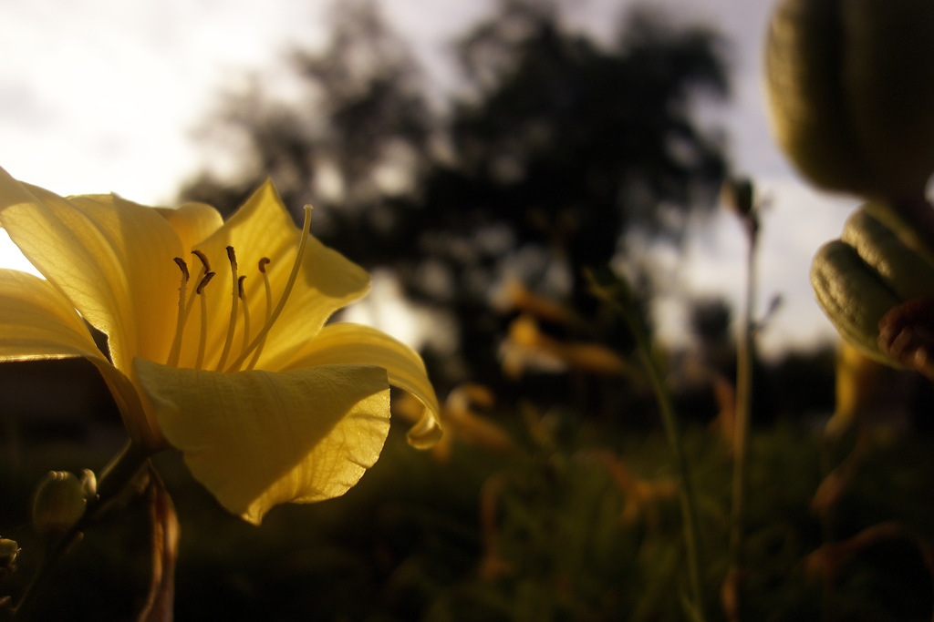 夕陽に照らされる花