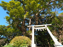 三島神社の夫婦楠