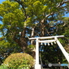 三島神社の夫婦楠