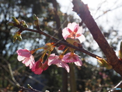 南禅寺の桜