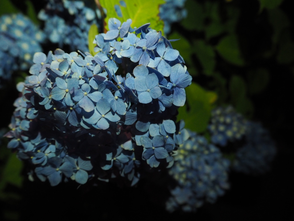 紫陽花