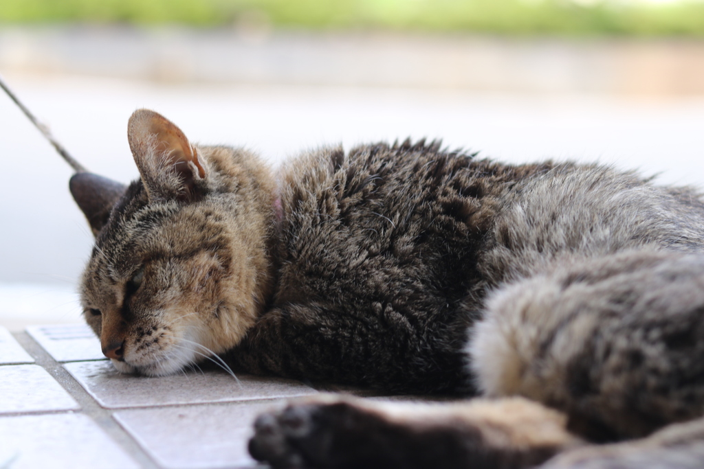 猫の夏バテ