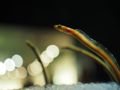 水族館