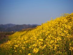 絶景かな