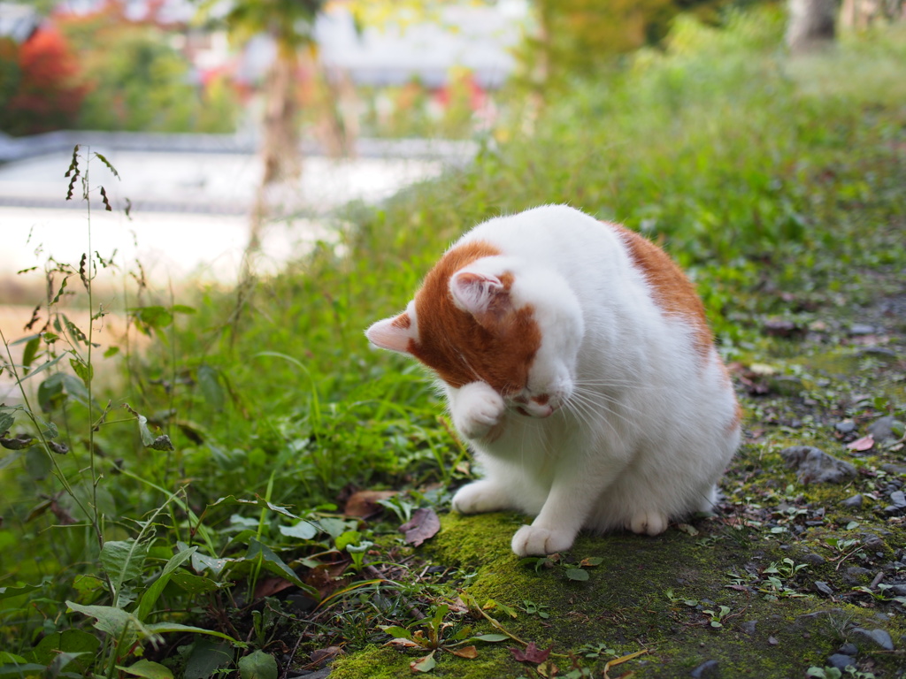 ぼくって可愛いでしょ