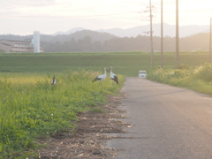 コウノトリ