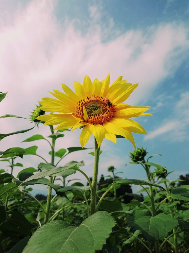 秋の夏！