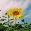 秋の夏！