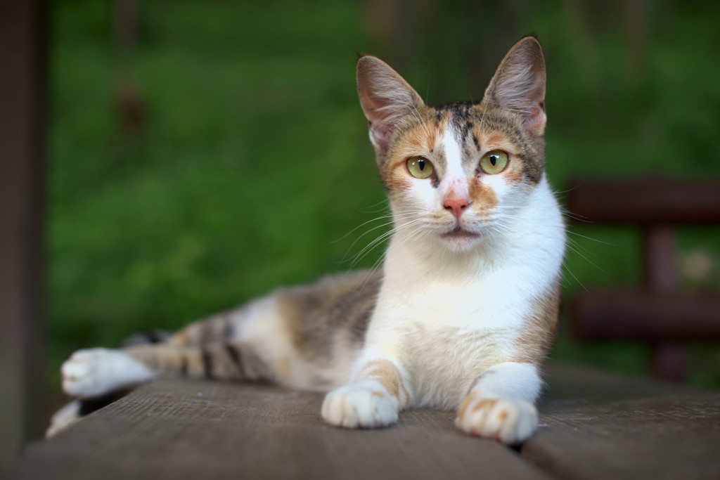 イケニャン女子部