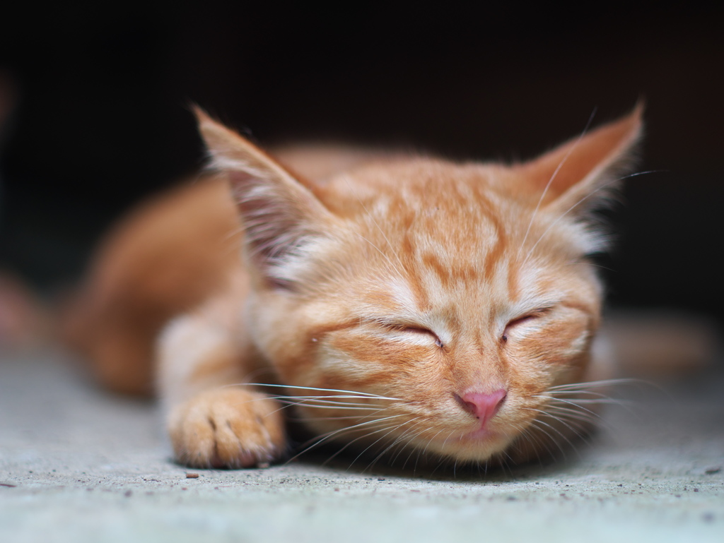 Sleeping Beauty