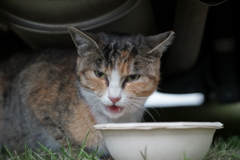 飼ってない猫
