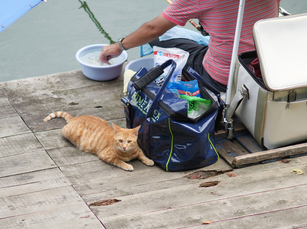 守ってあげたい