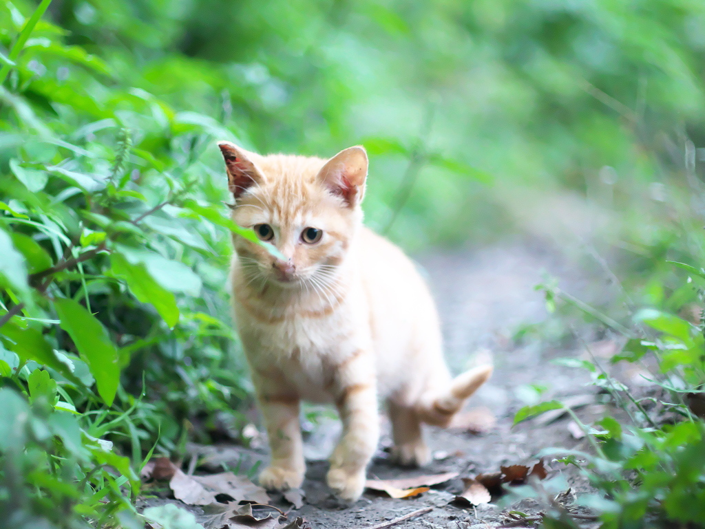ねこの細道
