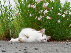 花と元気