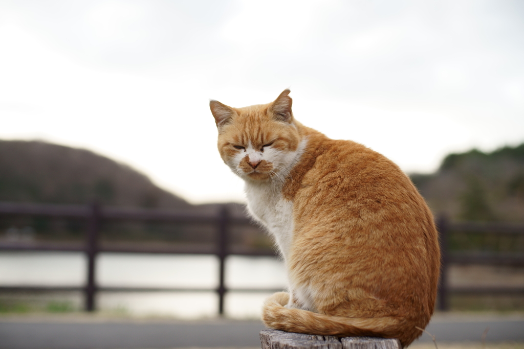 湖をバックに