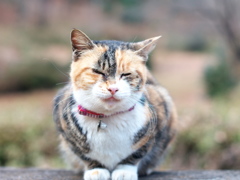 いつの間にか家猫