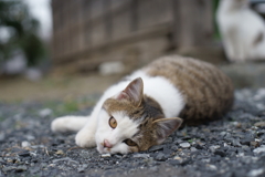 来年もよろしくお願いします