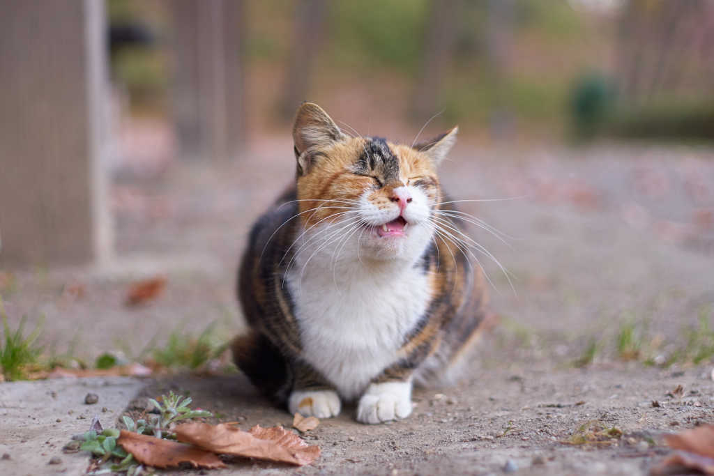 ほら、笑ってる