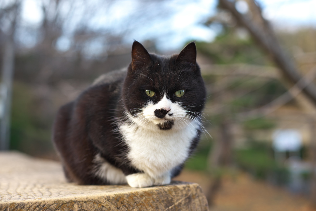 ちょこんと