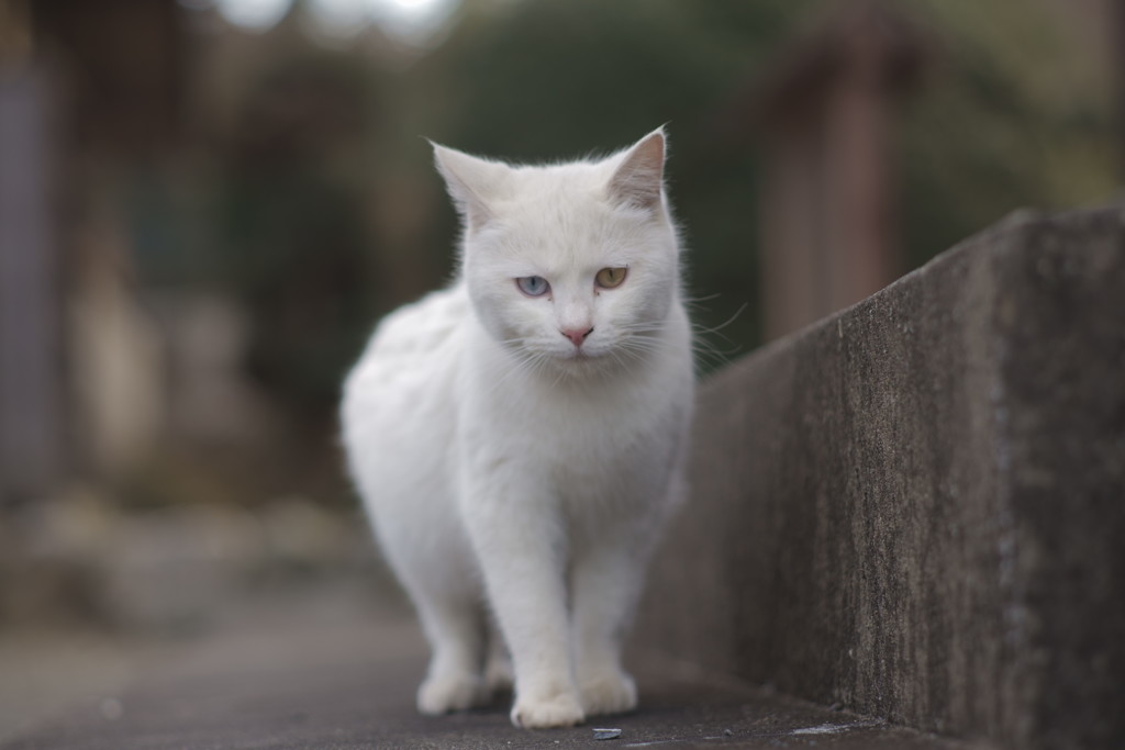 しろちゃん