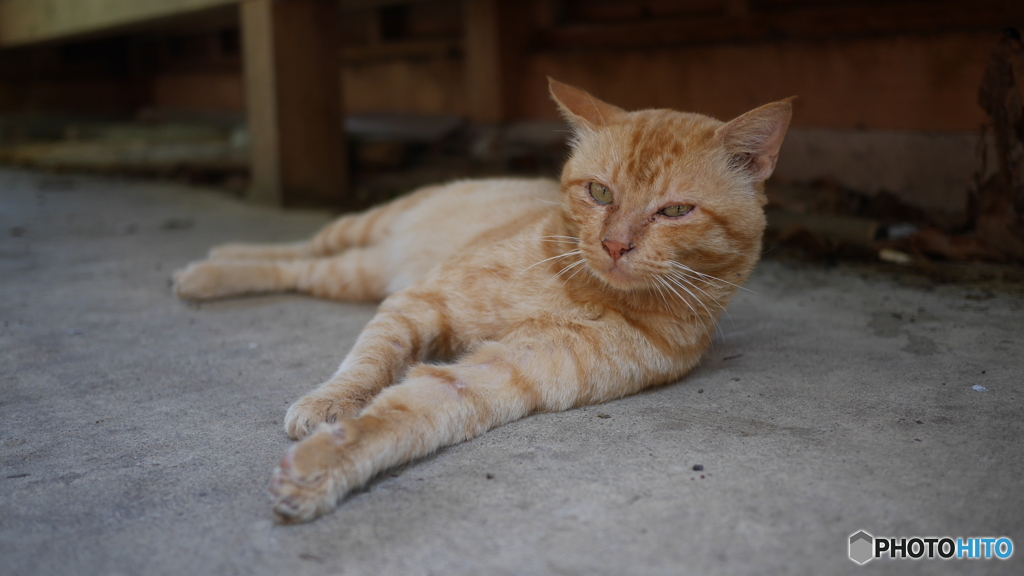 またきたのかよ！