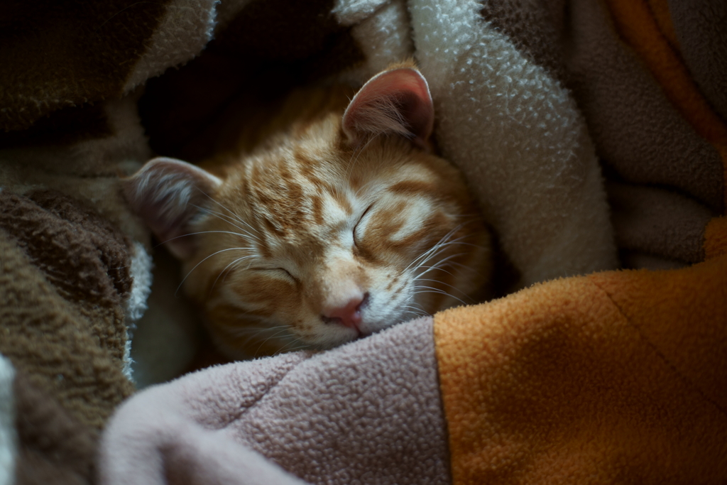 静かに眠れ
