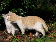 オレの猫缶喰った？いや！