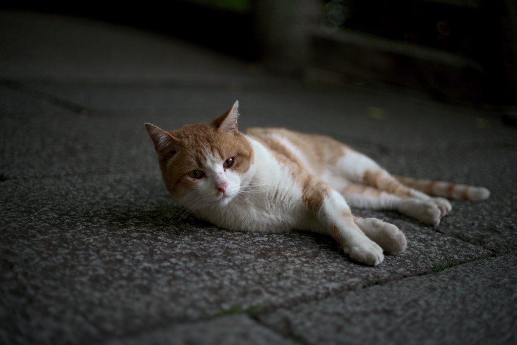 さあ行こう