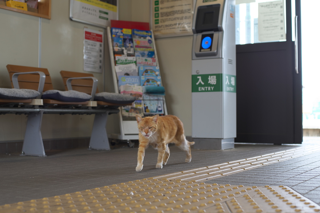 お客さん撫でるの忘れて無いですか？