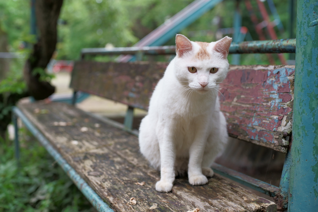 古いベンチと猫