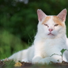 キャットモデルさん