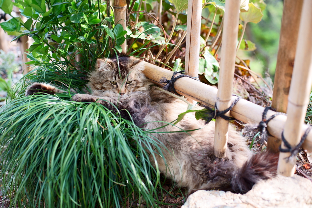 猫用ヨギボー