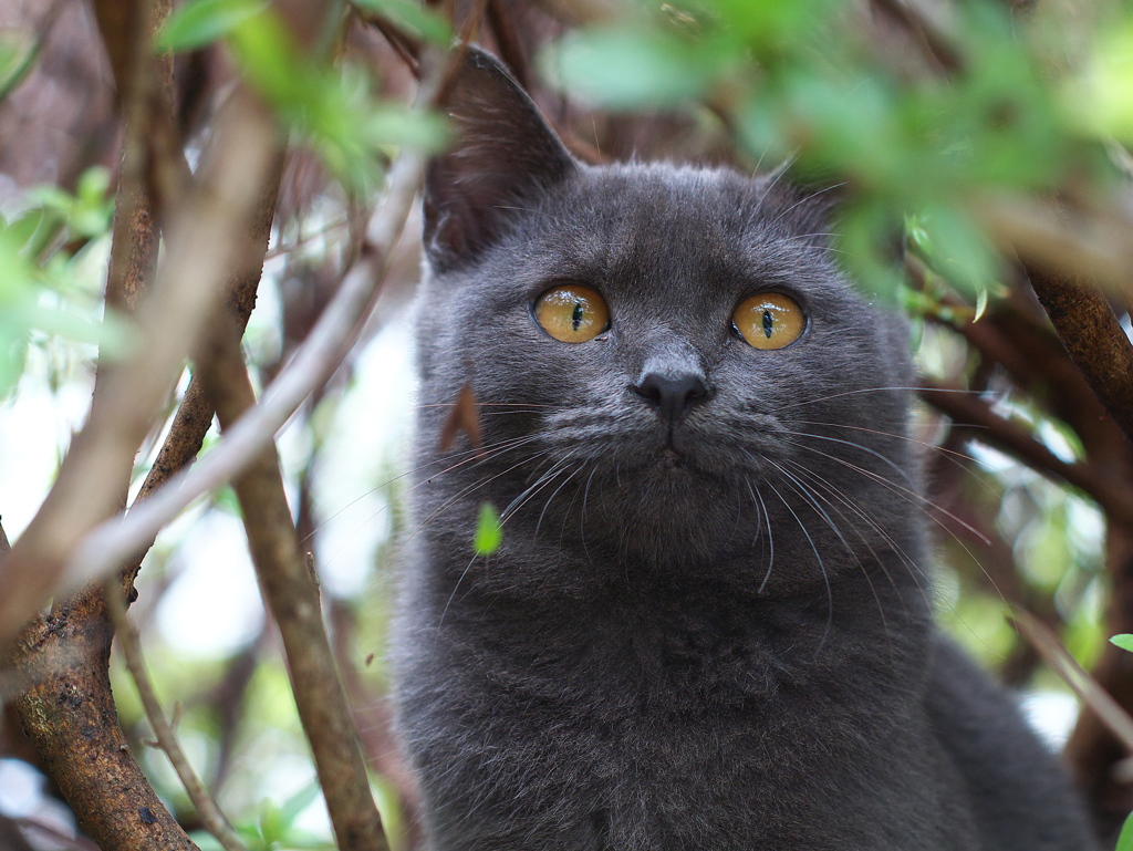 人は苦手です。