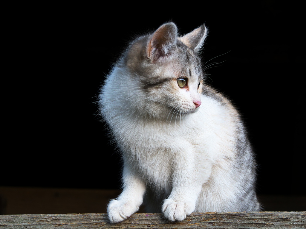 frame　cat