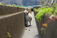 痒いの