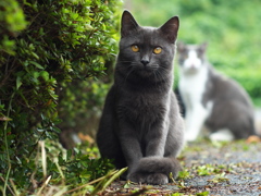 ねこ山の秘宝